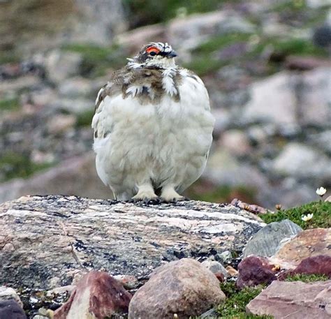 Top 25 Birds of Europe – National Geographic Society Newsroom