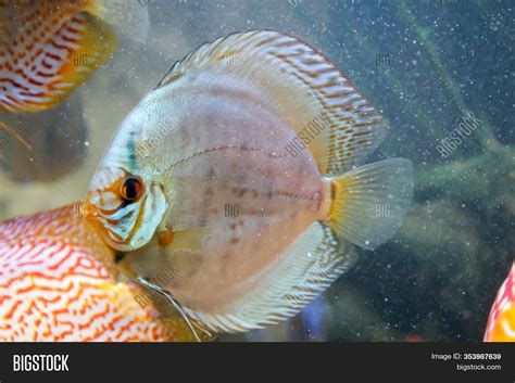 Discus Fish Aquarium, Image & Photo (Free Trial) | Bigstock