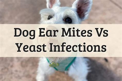 Are Dog Ear Infections Contagious