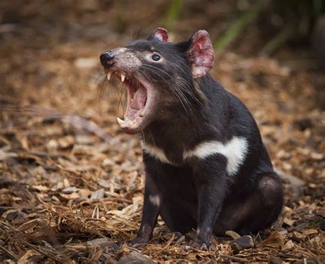 Tasmanian Devil vs Wolverine: What Are The Differences? - A-Z Animals