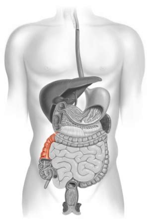 Ascending Colon – Florida Digestive Health Specialists - FDHS