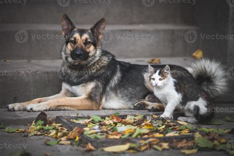 Friendship dog and cat 16266662 Stock Photo at Vecteezy