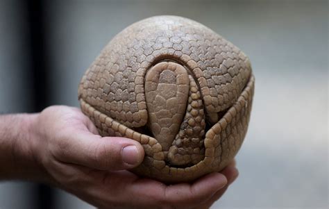 Armadillo's Defense Mechanism In Its Shell Photo | One Big Photo