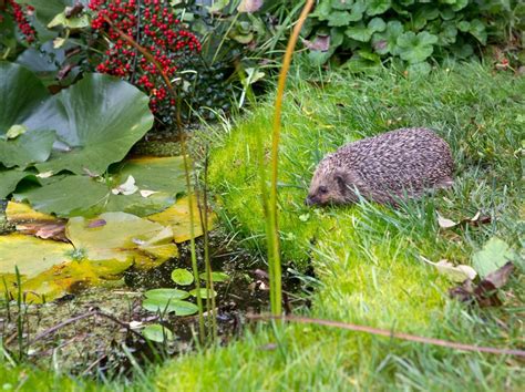 Creating a Hedgehog-Friendly Garden | Garden lovers