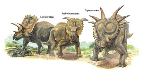 Styracosaurus, Dinosaur, Prehistoric