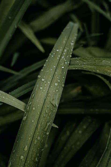 Raindrops on Green Leaves · Free Stock Photo