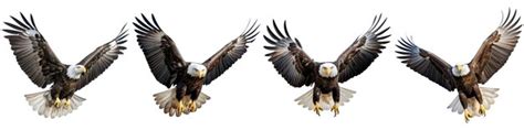 Premium AI Image | Flying eagle on white background