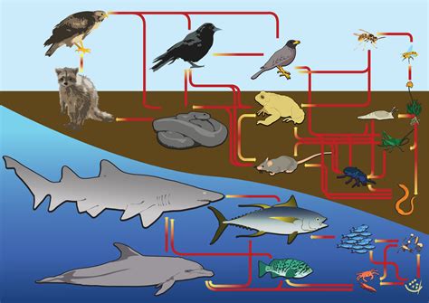 Food web diagram- This source gives a clear picture of what a food web diagram should look like ...