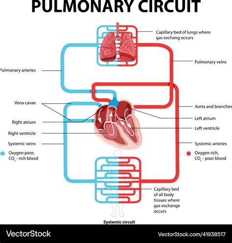 Diagram showing pulmonary circuit Royalty Free Vector Image