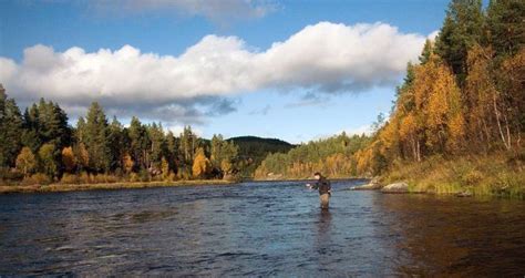 Glomma River- Tolga/Tynset - Destinations | FlyFishingPoint.net | River, Fly fishing, Natural ...