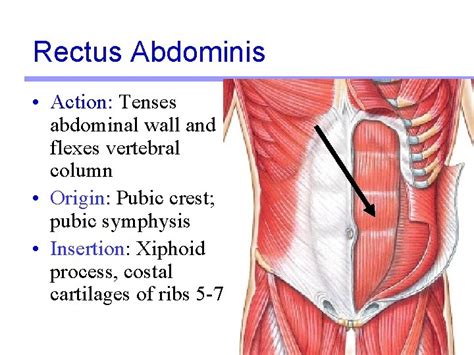 Lab Activity 11 Group I Muscles Martini Chapter