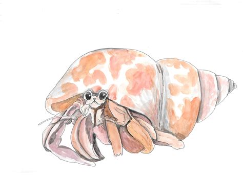 Hermit Crab hand drawn watercolor illustration by RobertaTomei on Etsy ...