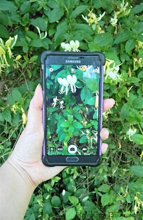 7 Apps to Help You Identify Plants - Reuse Grow Enjoy