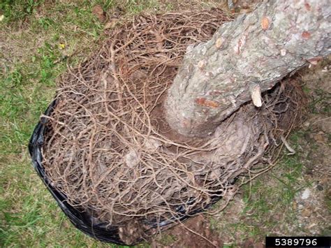 Nevada Tree Service: What is a root bound tree? Why should you avoid this?