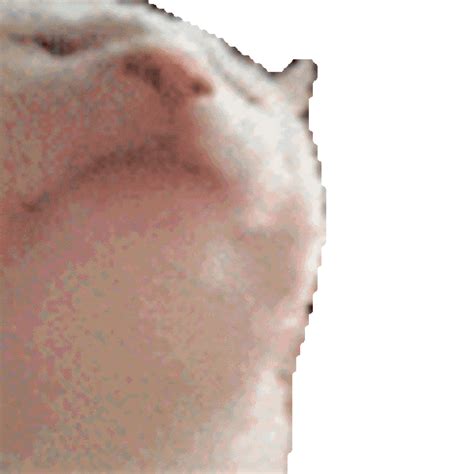 CatJAM BTTV Emote / Cat Vibing | CatJAM / Vibing Cat