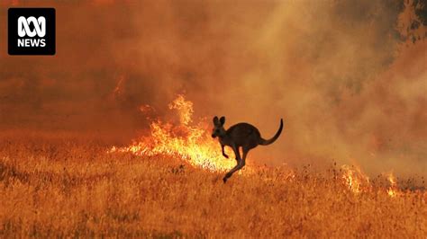 3 billion animals killed or displaced in Black Summer bushfires, study ...