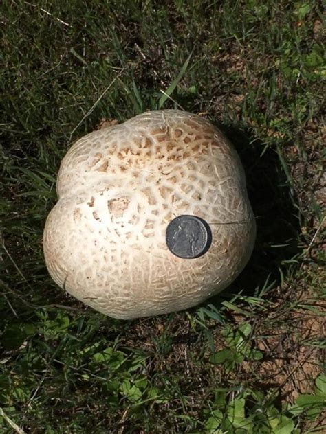 Giant Puffball Mushrooms: Identification, Foraging, and Recipes - Mushroom Appreciation