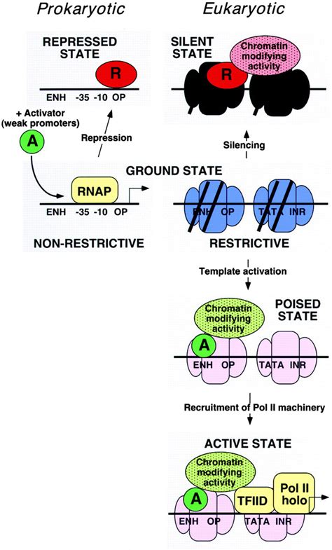 Fundamentally Different Logic of Gene Regulation in Eukaryotes and ...