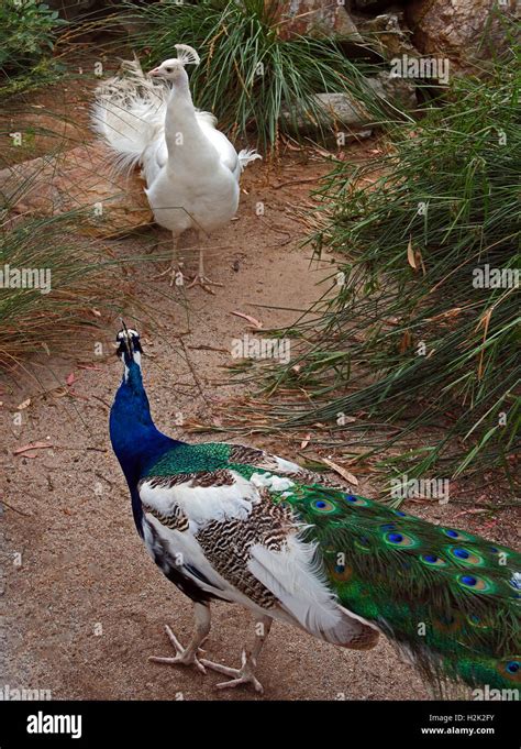 Blue Green and White Peacock and Albino Peacock facing off against each ...