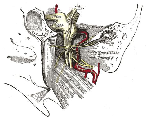 [Figure, The Semilunar (trigeminal) Ganglion Henry...] - StatPearls - NCBI Bookshelf