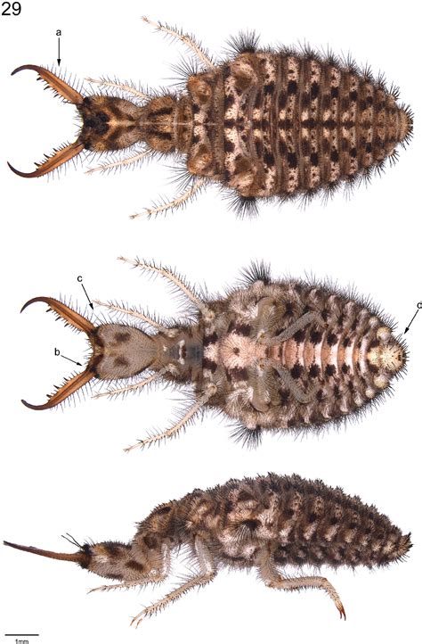 Figure 29 from The larvae of European Myrmeleontidae (Neuroptera). | Semantic Scholar