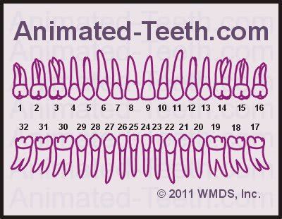 Universal Teeth Numbering System quizzes | Tooth Identification | Tooth Charts | Free