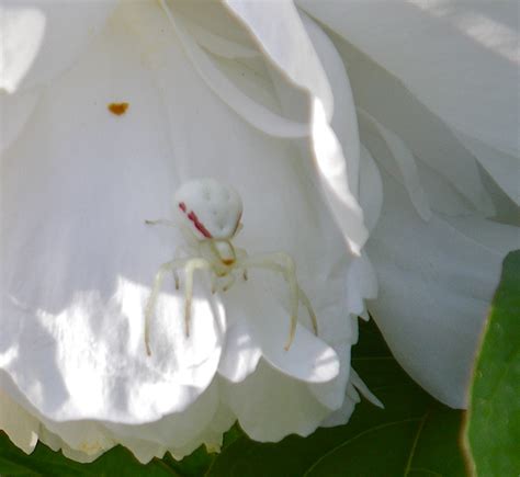 Angie's random blog: A white spider in my garden