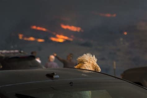 Haunting Pictures Show Animals Fleeing The California Wildfires - Goodfullness