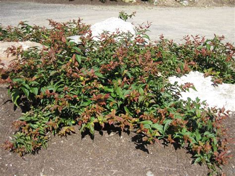 Native Shrubs for the Increasingly Challenging Landscape Environment ...