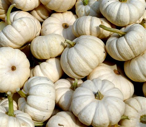 White Pumpkins Photograph by Olga Breslav - Fine Art America