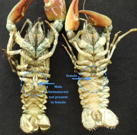 Male Vs Female Crayfish