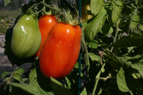 How To Grow Tomatoes - An Easy Gardening Guide for Gardening Beginners