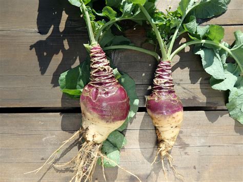 8 Interesting Benefits of Rutabaga | Organic Facts