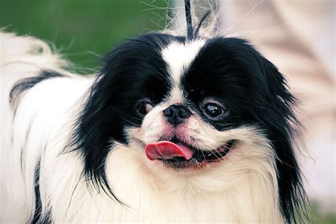 Fotos de Spaniel JaponÉs – Chin - Perros - webanimales.com