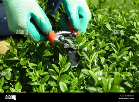 Pruning bushes in garden Stock Photo - Alamy