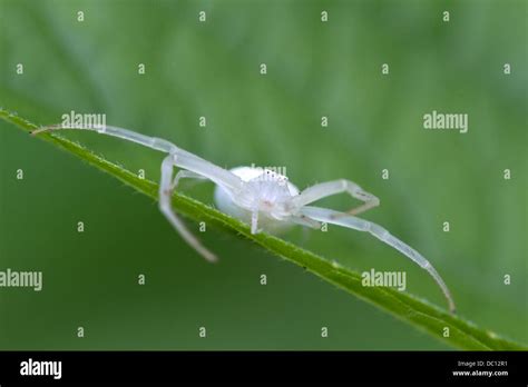 White crab spider hi-res stock photography and images - Alamy