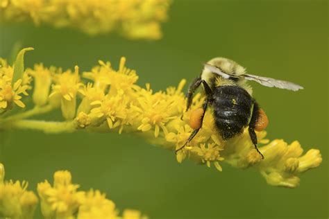 How Do Bees Carry Pollen? - Live Bee Removal