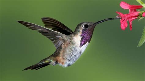 Hummingbirds Found In Arizona: Identification And Characteristics