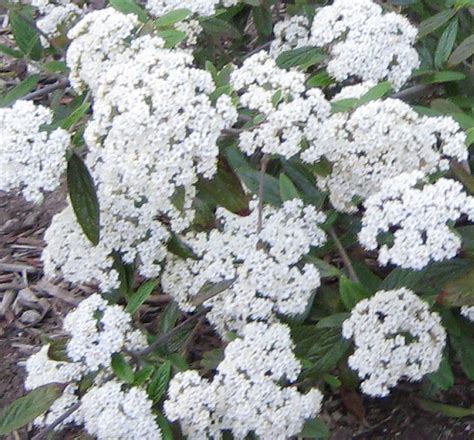 Prague Viburnum | Natorp's Online Plant Store