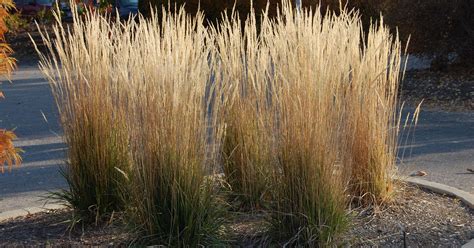 Ornamental grasses are a must in the Kentucky garden