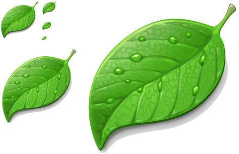 daun png 20 free Cliparts | Download images on Clipground 2024