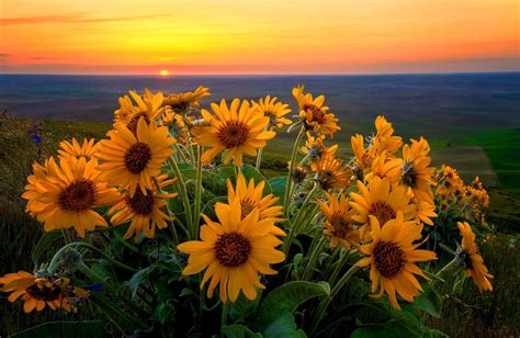 nature, Sunflowers, Sunset Wallpapers HD / Desktop and Mobile Backgrounds