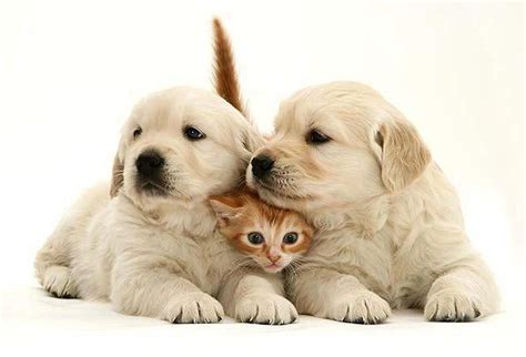 Golden retriever, Kittens and puppies, Tabby kitten