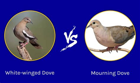 White-winged Dove vs Mourning Dove: What are the Differences? - A-Z Animals