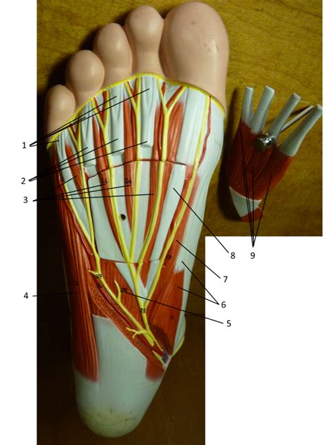 Plantar Foot Anatomy External