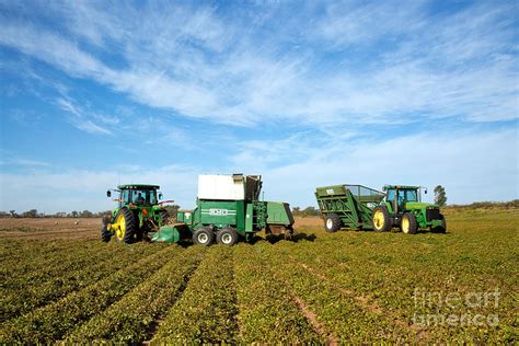 Peanut Harvest Photograph by Inga Spence - Fine Art America