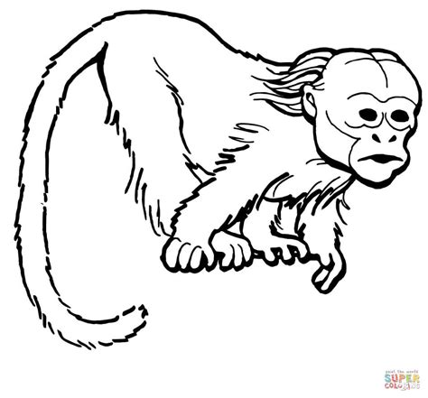 21+ Baby Monkey Realistic Monkey Coloring Pages