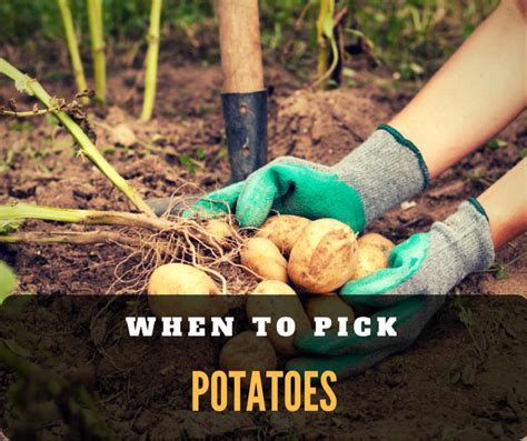 Harvesting Potatoes: How Do I Know When to Pick Potatoes?