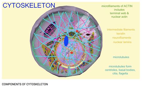 Components Of Cytoskeleton | Cell biology, Components, Science and technology