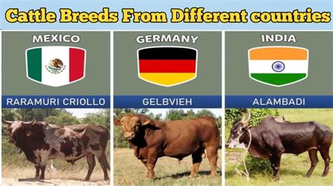 Cattle Breeds From Different countries - YouTube